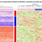 高大上的甲基化和表達譜聯(lián)合分析熱圖展示實例