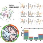 文獻解讀 | 單細胞轉(zhuǎn)錄組助力人猴嵌合體研究