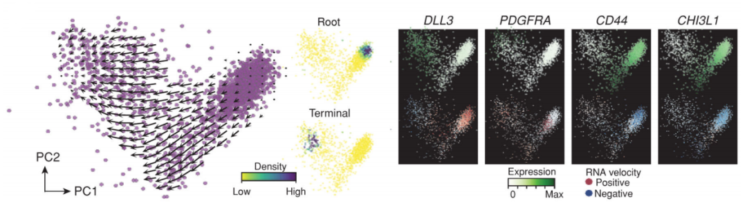 膠質(zhì)母細胞瘤干細胞樣細胞分化軌跡