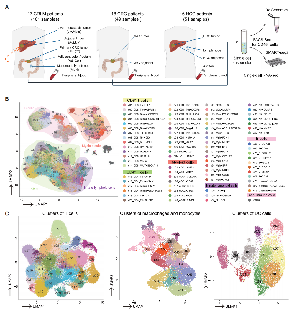 圖1 CRLM、HCC和CRC不同的免疫特征