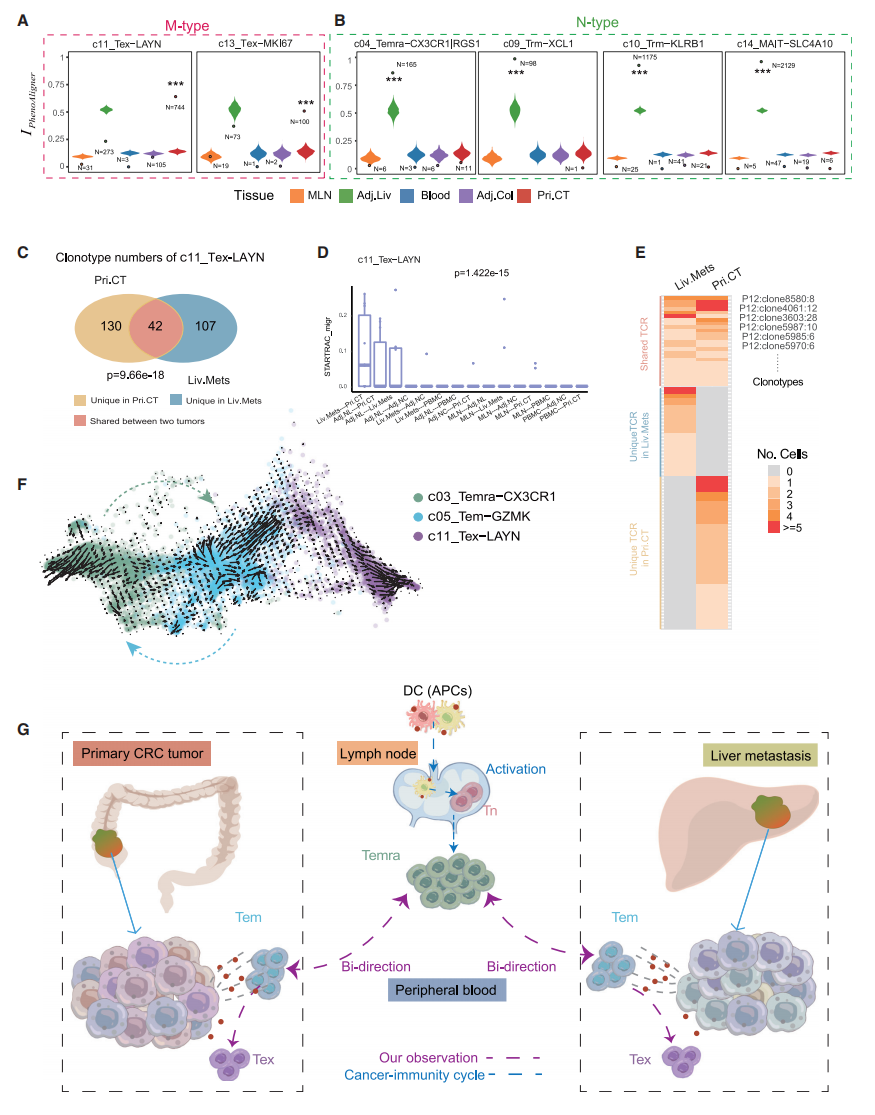圖3?CD8+耗竭T細胞與惡性腫瘤相關(guān)且依賴于TCR