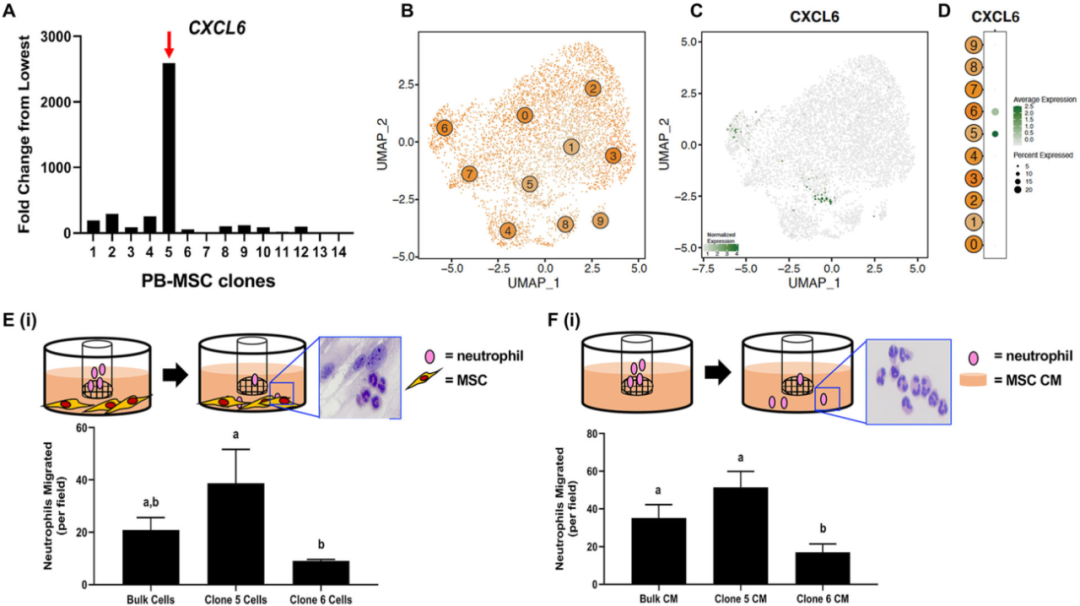 圖6外周血（PB）來(lái)源的間充質(zhì)基質(zhì)細(xì)胞（MSCs）來(lái)源內(nèi)的異質(zhì)性轉(zhuǎn)化為不同的化學(xué)吸引能力