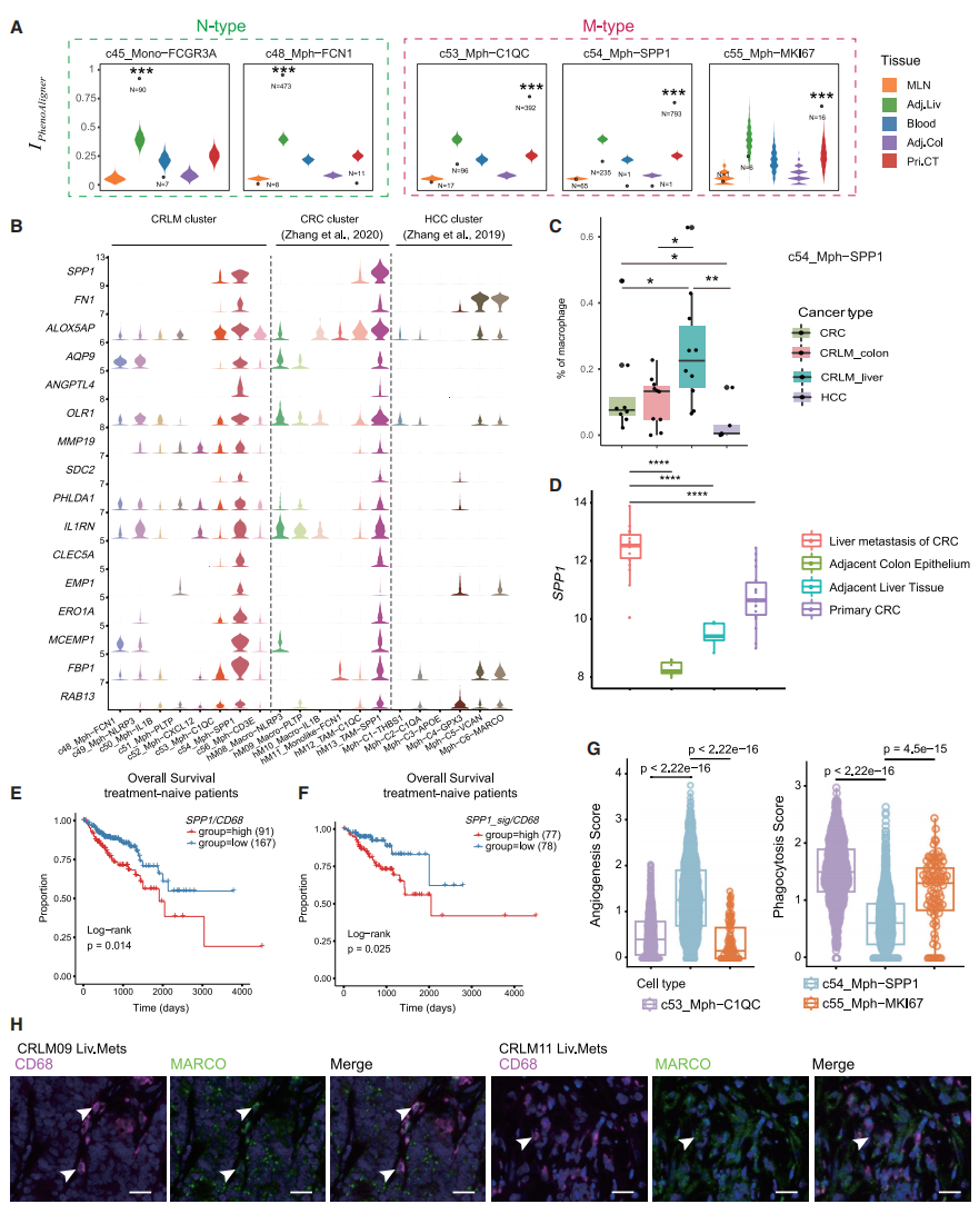 圖5 SPP1+腫瘤相關(guān)巨噬細胞的作用