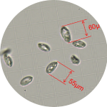 更大細(xì)胞直徑兼容