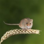 Nature Communications | 全長轉(zhuǎn)錄組助力重慶醫(yī)科大學(xué)成功解析可變剪切新機制