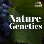 【項目文章】Nature Genetics | 國內(nèi)科學(xué)家團隊在葡萄屬超級泛基因組研究中獲得重大突破