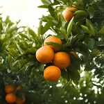 JIPB | 西南大學(xué)柑桔研究所與合作者為柑橘物種的起源和進化提供了新見解