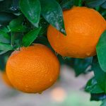 Plant J | ATAC-seq助力院士團隊在柑橘無融合生殖和FhRWP功能探索中取得新進展