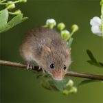 IF=26.7 | 酸味竟然能緩解肝臟損傷？科學(xué)家揭秘“酸入肝”的科學(xué)依據(jù)！