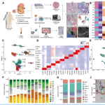 項目文章 | 時空多組學(xué)技術(shù)助力科學(xué)家團隊在國際著名期刊發(fā)表最新成果