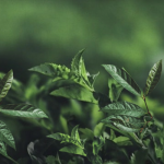 SLAF-seq技術(shù)助力科學(xué)家團隊構(gòu)建油茶DNA指紋圖譜