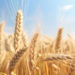 J Exp Bot | 揚州大學(xué)解析HvERF62基因介導(dǎo)大麥耐漬澇新機制