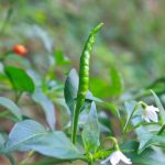 項目文章 | 突破性成果！辣椒基因組調(diào)控元件圖譜被系統(tǒng)繪制