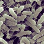 納米級塑料如何促進抗生素耐藥性的演變