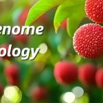 廣東省農(nóng)科院聯(lián)合華南農(nóng)大、中國熱帶農(nóng)科院在荔枝資源群體遺傳和果實性狀形成方面取得重要進展